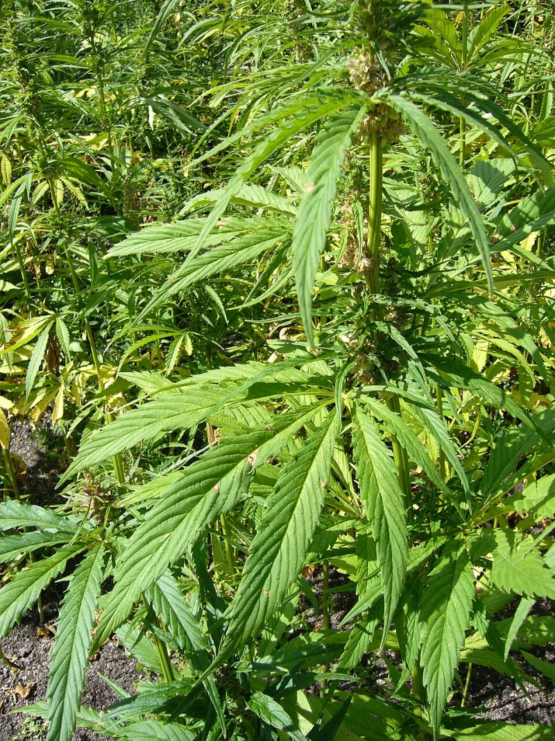 More Than THC: How the Full Spectrum of Cannabinoids Creates a Richer, Smarter High