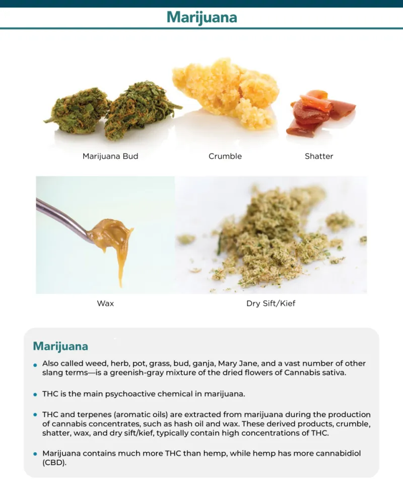 Beyond THC: How Terpenes Are the Real Secret to Finding Your Perfect Cannabis Experience